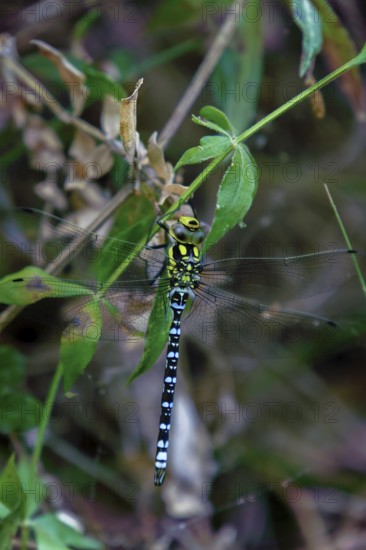Southern hawker dragonfly perching on a green leaf in its natural habitat in ronda, malaga, spain