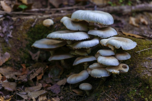 Porcelain mushrooms thrive on a mossy log, creating a captivating scene of natural beauty in a forest setting in ronda, malaga, spain