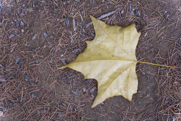 Close-up of a fallen yellow maple leaf lying on a bed of pine needles and dirt, capturing the essence of autumn in ronda, malaga, spain