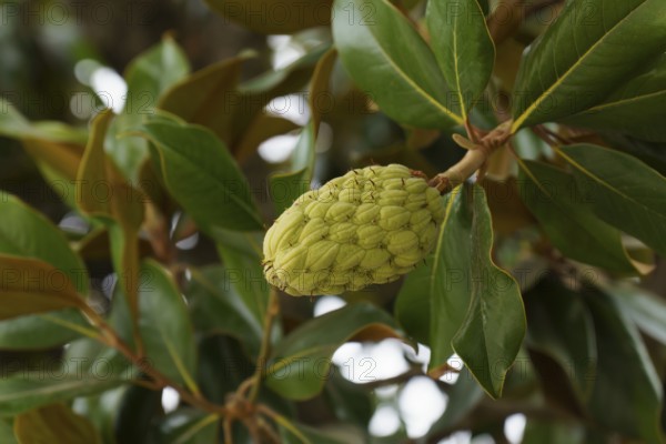Close-up of a magnolia seed pod growing on a branch, surrounded by vibrant green leaves in ronda, malaga, spain