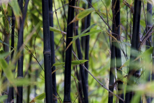 Close-up of black bamboo stalks growing in a dense forest, showcasing the unique color and texture of the plant in ronda, malaga, spain