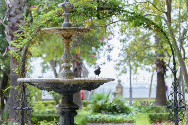Small bird enjoying a moment of rest on the edge of a stone fountain in a serene garden setting in ronda, malaga, spain in ronda, malaga, spain