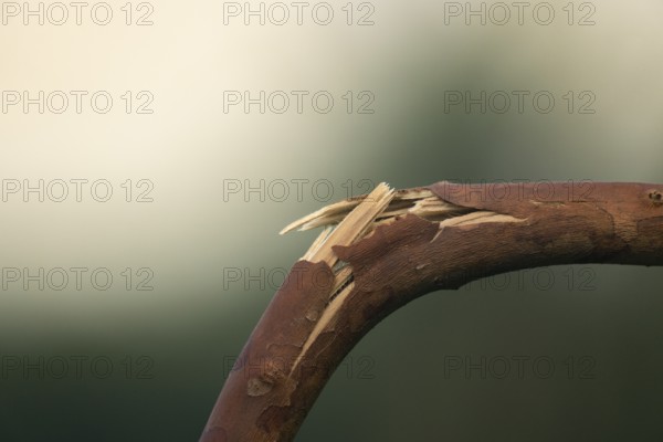 A close-up of a broken brown branch against a blurred background, Gazipur, bangladesh