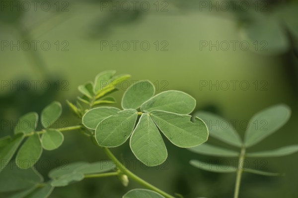 Detailed close-up of green leaves with a soft focus background, Gazipur, bangladesh