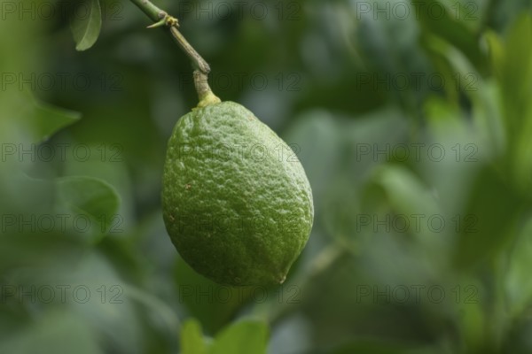 A single green lemon hanging from a branch surrounded by leaves, Gazipur, bangladesh