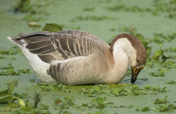 A duck in a body of water surrounded by green water hyacinths, Gazipur, bangladesh