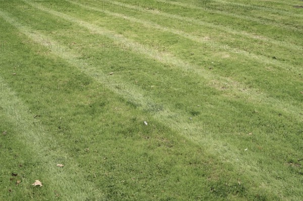 Borken, NRW, Germany, Freshly cut green grass forming stripes on a well-maintained lawn