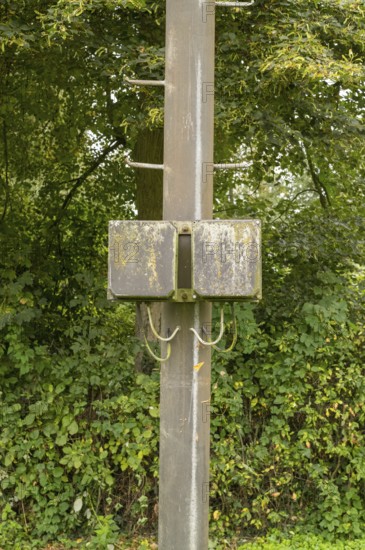Borken, NRW, Germany, Utility pole standing in green forest with a weathered junction box covered in moss