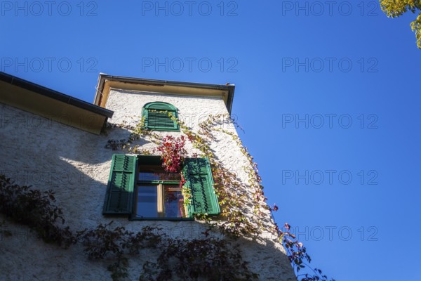 Window of a tower, vine leaves on a facade, Trofaiach, Styria, Austria