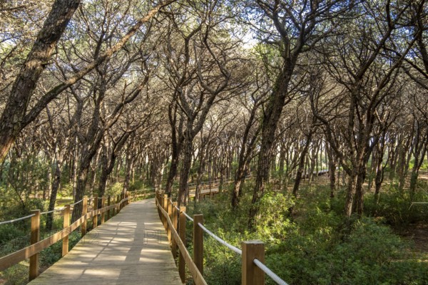 Natural park, Wooden Path Through a Caparica coast forest, Portugal