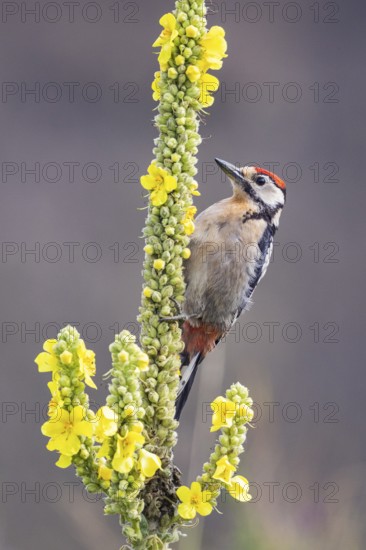 Great spotted woodpecker (Dendrocopus major) young bird Germany
