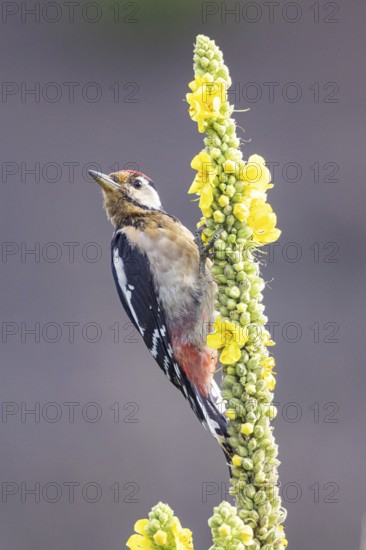 Great spotted woodpecker (Dendrocopus major) young bird Germany
