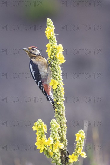 Great spotted woodpecker (Dendrocopus major) young bird Germany
