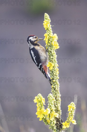 Great spotted woodpecker (Dendrocopus major) young bird Germany