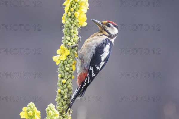 Great spotted woodpecker (Dendrocopus major) young bird Germany
