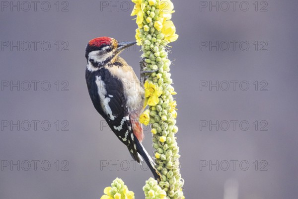 Great spotted woodpecker (Dendrocopus major) young bird Germany