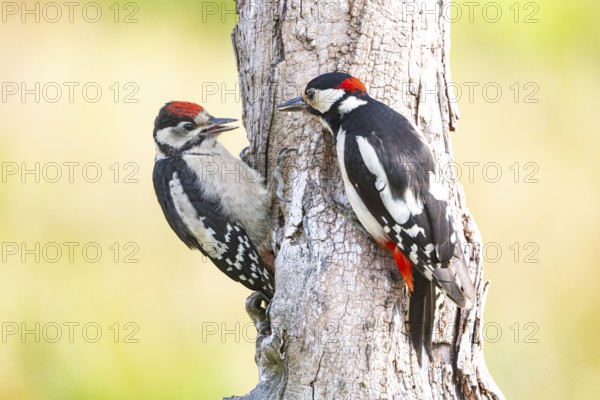 Great spotted woodpecker (Dendrocopus major) ml Old bird feeding young bird Germany