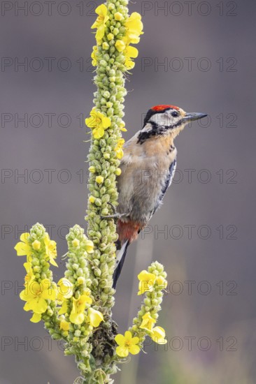 Great spotted woodpecker (Dendrocopus major) young bird Germany