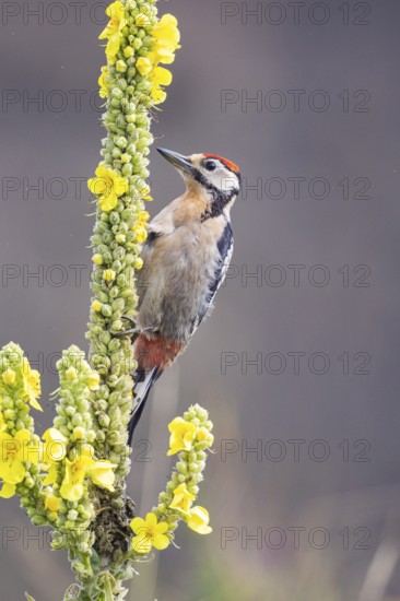 Great spotted woodpecker (Dendrocopus major) young bird Germany