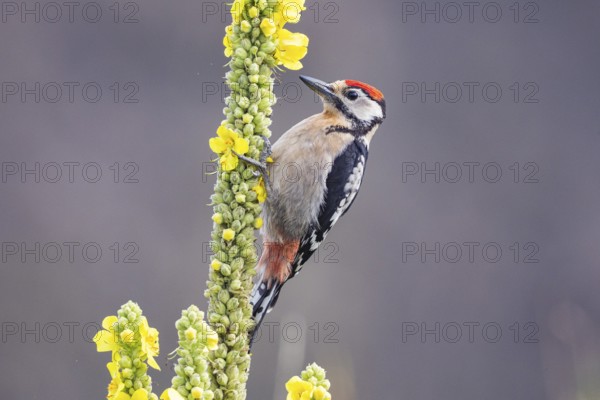 Great spotted woodpecker (Dendrocopus major) young bird Germany