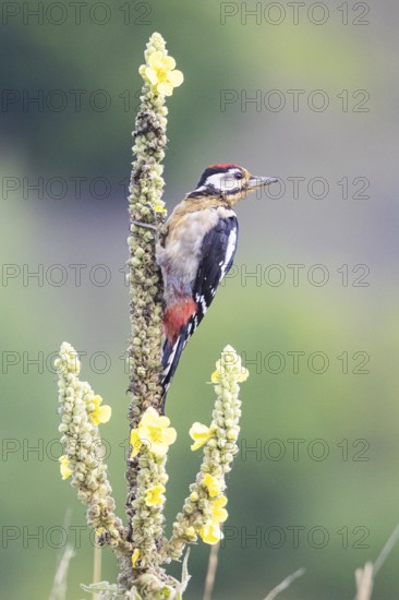 Great spotted woodpecker (Dendrocopus major) young bird Germany