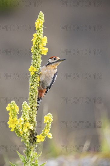 Great spotted woodpecker (Dendrocopus major) young bird Germany