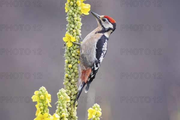 Great spotted woodpecker (Dendrocopus major) young bird Germany