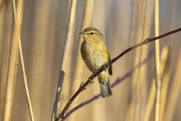 Chiffchaff (Phylloscopus collybita) Germany