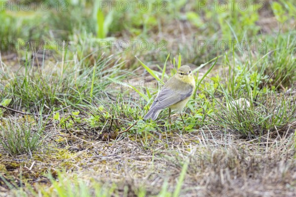 Chiffchaff (Phylloscopus collybita) Germany