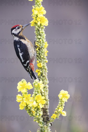 Great spotted woodpecker (Dendrocopus major) young bird Germany