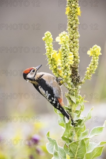 Great spotted woodpecker (Dendrocopus major) young bird Germany