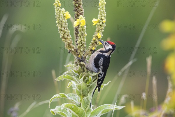 Great spotted woodpecker (Dendrocopus major) young bird Germany