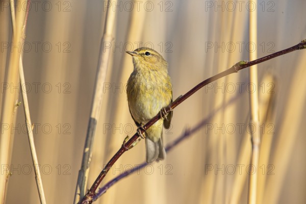 Chiffchaff (Phylloscopus collybita) Germany