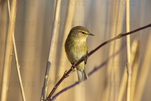 Chiffchaff (Phylloscopus collybita) Germany