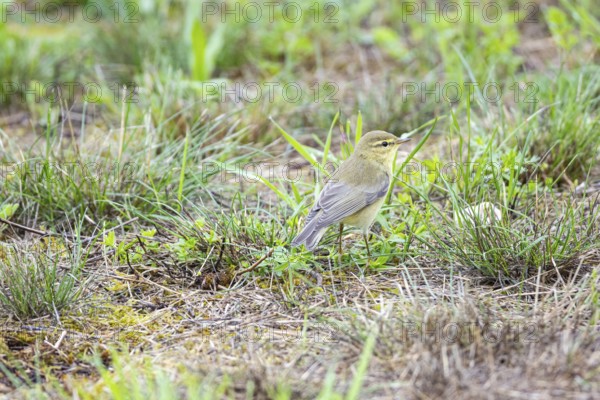 Chiffchaff (Phylloscopus collybita) Germany