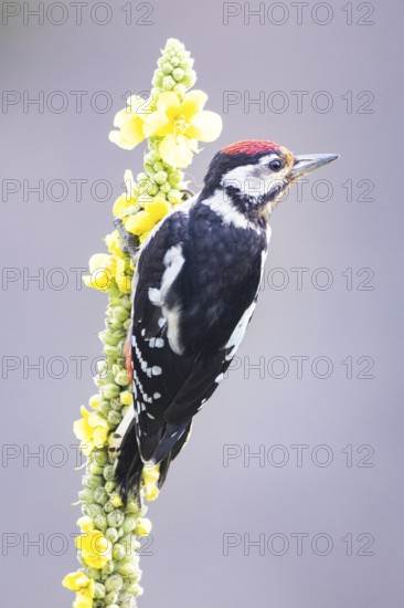 Great spotted woodpecker (Dendrocopus major) young bird Germany