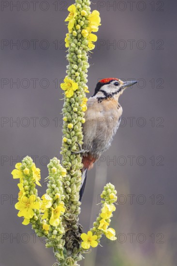 Great spotted woodpecker (Dendrocopus major) young bird Germany