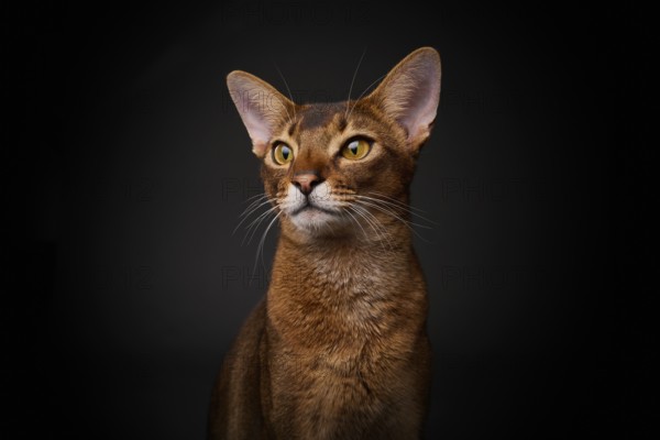 Abyssinian cat (Felis catus), in studio with black background, animal portrait, Austria