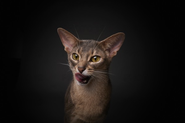 Abyssinian cat (Felis catus), licking its mouth, showing its tongue, in studio with black background, animal portrait, Austria