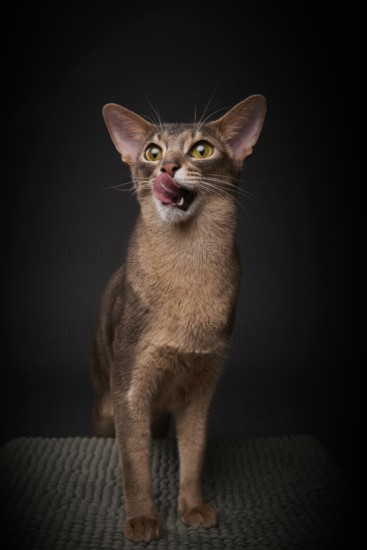 Abyssinian cat (Felis catus), licking its mouth, showing its tongue, in studio with black background, animal portrait, Austria
