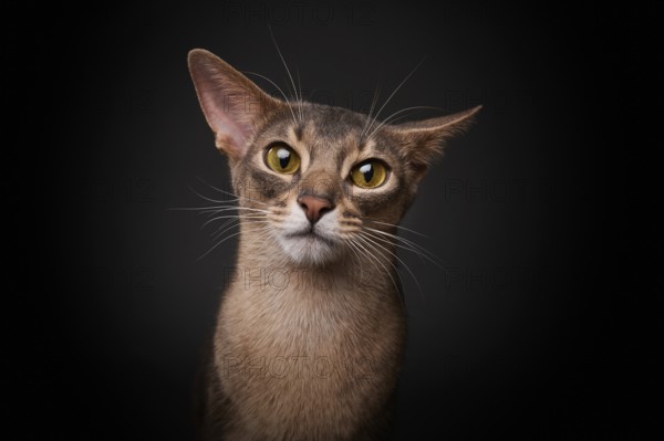 Abyssinian cat (Felis catus), looks funny, in studio with black background, animal portrait, Austria