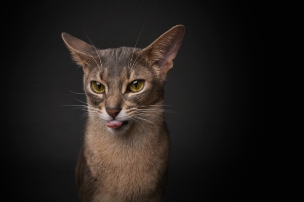 Abyssinian cat (Felis catus), showing the tongue, in studio with black background, animal portrait, Austria