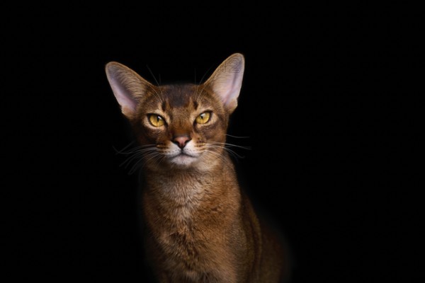 Abyssinian cat (Felis catus), in studio with black background, animal portrait, Austria
