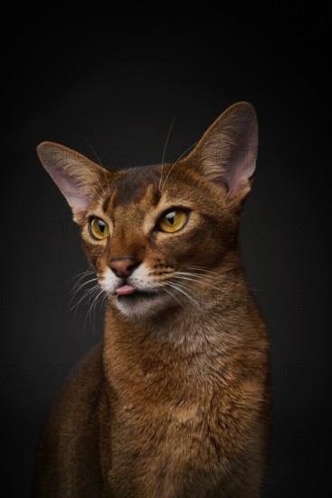 Abyssinian cat (Felis catus), showing the tongue, in studio with black background, animal portrait, Austria