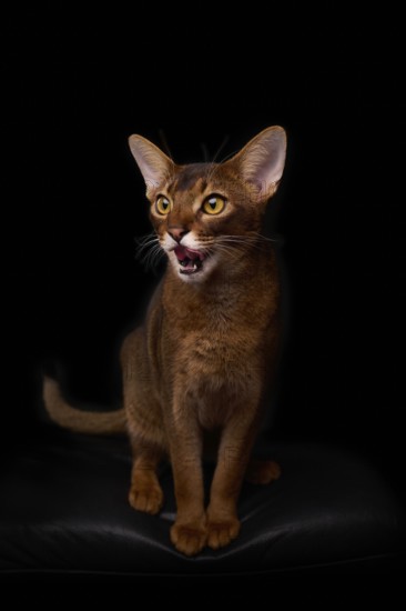 Abyssinian cat (Felis catus), licking its mouth, showing its tongue, in studio with black background, animal portrait, Austria