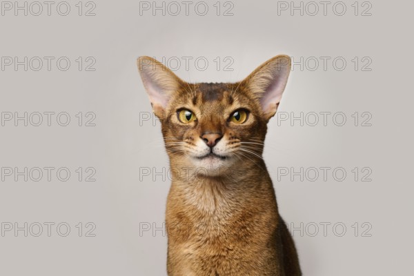 Abyssinian cat (Felis catus), laughing facial expression, in studio with white background, animal portrait, Austria