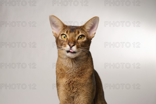 Abyssinian cat (Felis catus), showing the tongue, in studio with white background, animal portrait, Austria