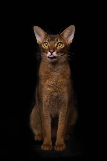 Abyssinian cat (Felis catus), sitting, showing the tongue, in studio with black background, animal portrait, Austria