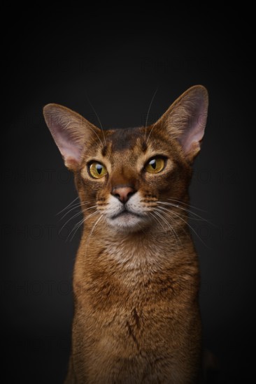 Abyssinian cat (Felis catus), in studio with black background, animal portrait, Austria