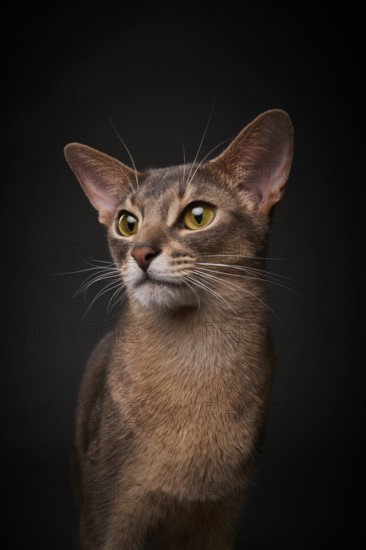 Abyssinian cat (Felis catus), in studio with black background, animal portrait, Austria